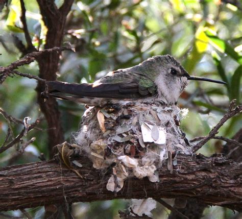 Nesting female hummingbird | Michelle E. | Flickr