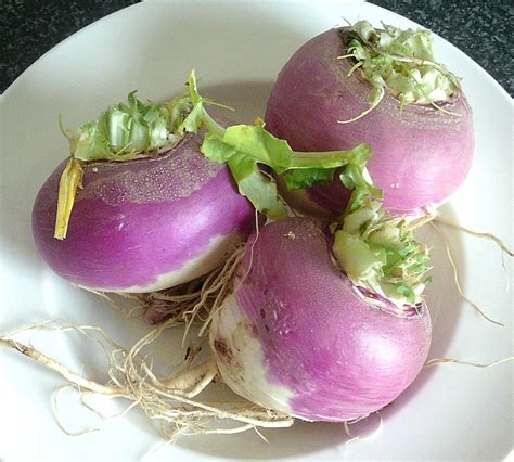 10 Raw White Turnip Salad Recipes - Delishably