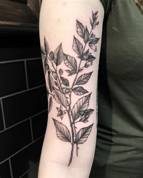 Deadly nightshade and blackberries for Rowen 🌿 # ...