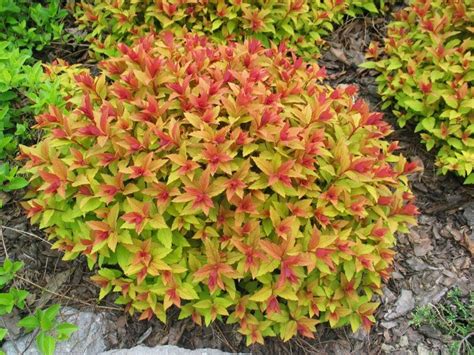 Spirea Goldflame | Plants for the new garden beds 2013 | Pinterest | Shrub, Plants and Gardens