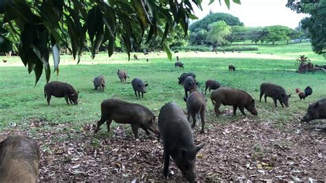 Wild Pigs in Kauai, Hawaii - YouTube