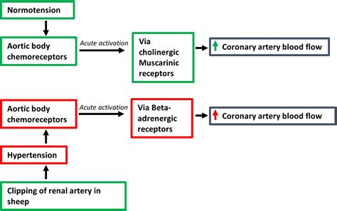 Aortic Body Chemoreceptors Regulate Coronary Blood Flow in Conscious ...