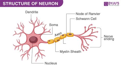 What is the Length of a Nerve Cell?- An Overview Of Nerve Cell