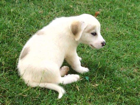 Great Pyrenees/ Anatolian puppies for Sale in Owasso, Oklahoma ...