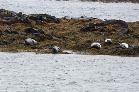 Wildlife in Iceland – Meandering Wild