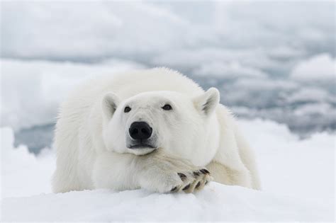 Ten things you might not know about polar bears - CGTN