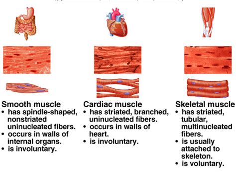 Muscle Cell | Definition, Anatomy, Types & Functions