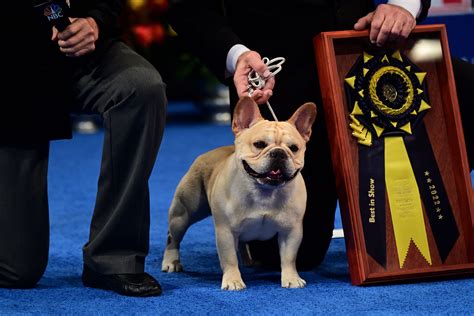 National Dog Show 2024 Winners - Lyn Kristy