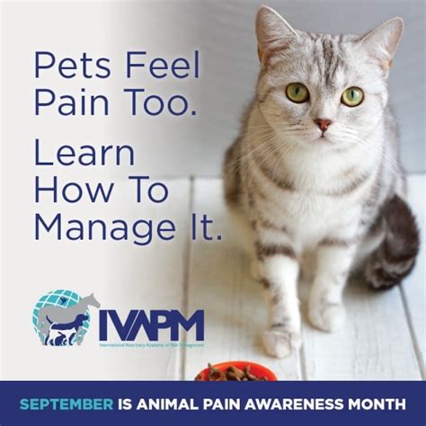 How to Recognize Pain Signs in Cats: feline pain symptoms and treatment