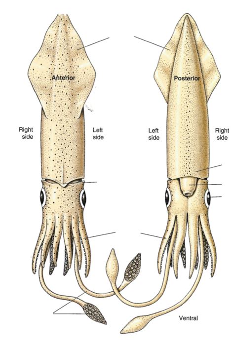 Diagram Squid Diagram Labeled Body Parts Mydiagram On - vrogue.co