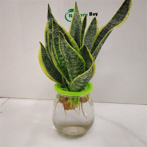 How to Care for a Sansevieria or Snake Plant - NurseryBuy