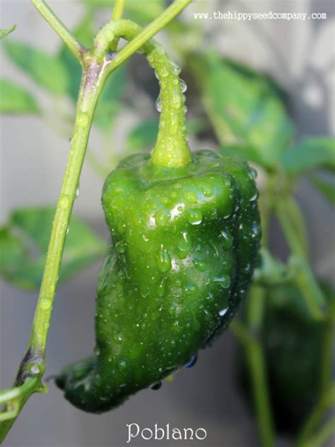 Poblano Chilli, The Hippy Seed Company - Your Chilli Experts