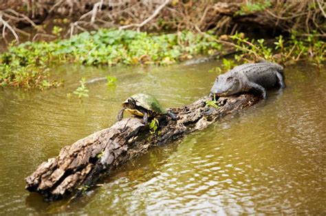 Swamp and Bayou Tour | Gray Line