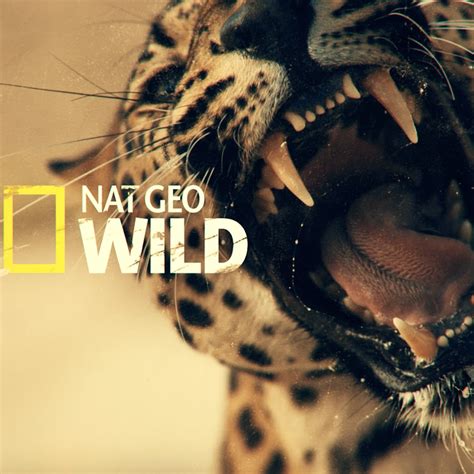 Nat Geo Wild HD - YouTube