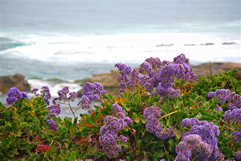 Lavender California Coast Photograph by Amber Roth - Fine Art America