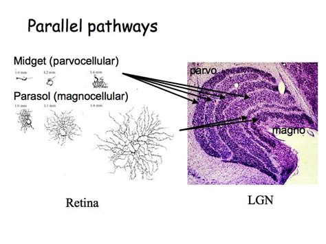 Perception Lecture Notes: LGN and V1