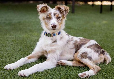 The Best 26 Blue Merle Mini Red Merle Australian Shepherd Puppy ...