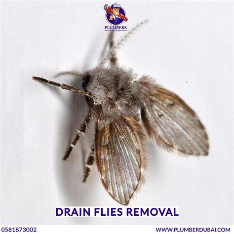 Drain flies removal - 0581873002 - Plumber Dubai - 24/7