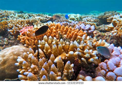 29+ Thousand Coral Great Barrier Reef Royalty-Free Images, Stock Photos ...