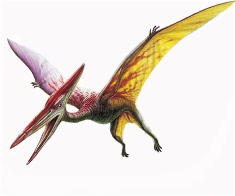 pterodactyl | Prehistoric, Animals, Dinosaur