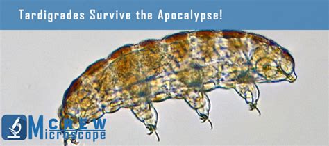 Tardigrade Under Microscope - Microscope Crew