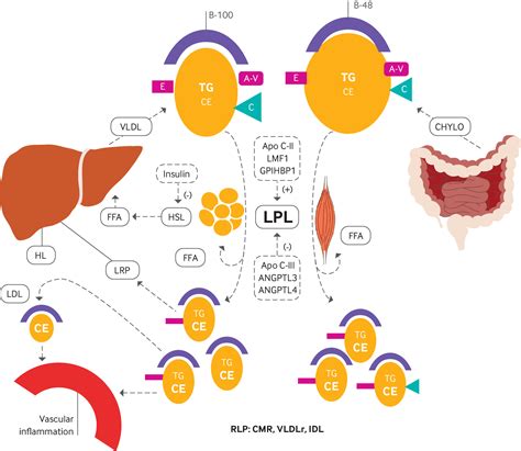 Management of hypertriglyceridemia | The BMJ