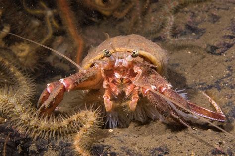 Hermit Crab (Pagurus prideaux) & Cloak Anemone (Adamsia palliata) | 甲殻類, アニマル