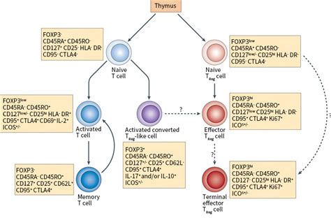 cluster of differentiation in T lymphocyte