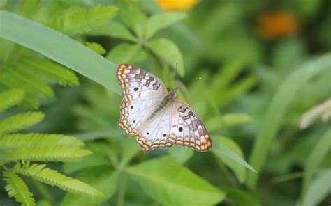 White Peacock Butterfly: Identification, Life Cycle, and Behavior - Insectic