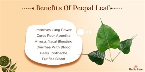 Powerful Health Beauty Uses Of Peepal Tree - Vedicline