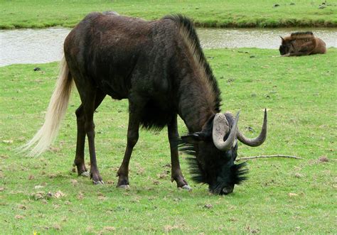 ShukerNature: HORNED HORSES AND HORSES WITH HORNS – DECIDEDLY DIFFERENT FROM HEAD TO TOE(S)