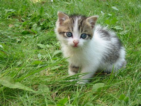 File:Stray kitten Rambo002.jpg - Wikipedia