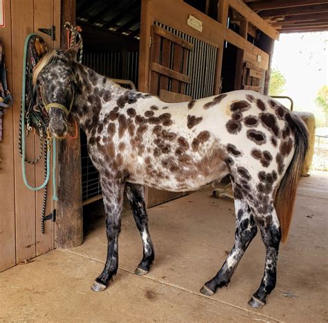 Color Genetics - Not tested yet but Grullo Dun Leopard Appaloosa ...