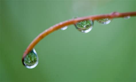 What is macro photography? | Best Macro Photography Tips