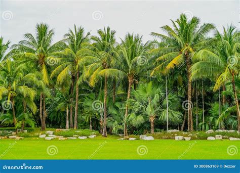 Panoramic Beautiful View of a Tropical Rainforest in a Monsoon Climate ...