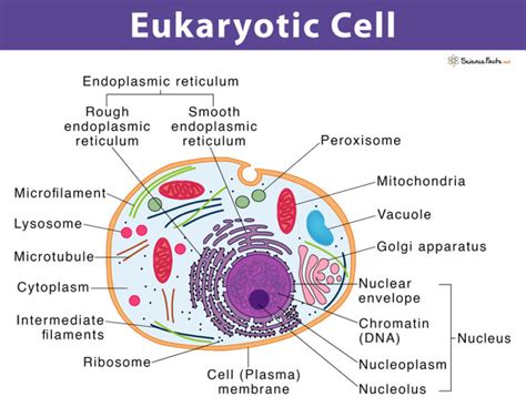 Eukaryotic Cell: Definition, Structure, & Examples