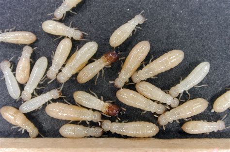 What Types of Termites Live in Alabama? - Vulcan Termite & Pest Control