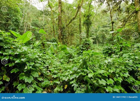 Lush Vegetation In Forest Stock Photography - Image: 14411192