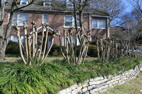 Crepe Myrtle Pruning Step-by-Step - The Grumpy Gardener ...