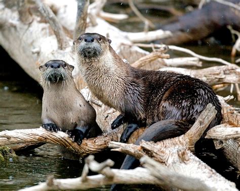 images/Animals/River Otters/7541