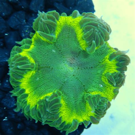 Oceans Garden Aquaculture Rock Flower Anemone Green