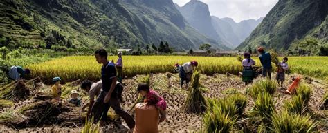 The Rice Terrace Harvest Trails - 16-Day Photo Tour | Vietnam Photo Adventures