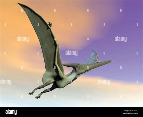 Pteranodon dinosaur flying - 3D render Stock Photo - Alamy