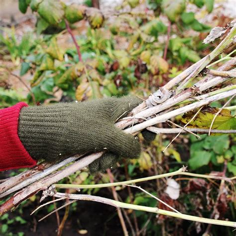 If you haven’t already done this, you need to attend to pruning out raspberry canes before new ...