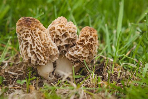 What Are Morel Mushrooms?