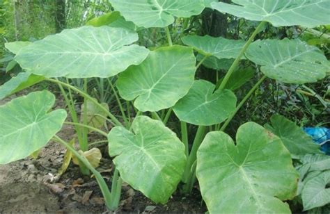 Buy 12 Bulbs of Colocasia Esculenta Elephant Ear Taro Plants for ...