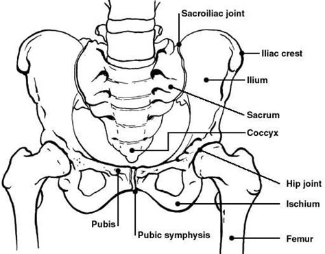 Pelvic bones | Diagram | Patient