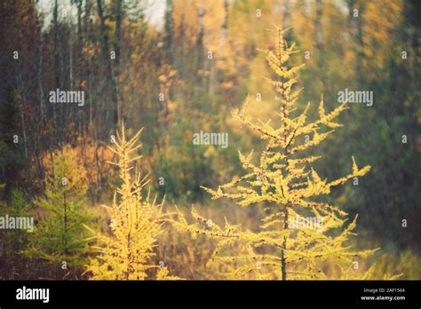 Tamarack pine tree hi-res stock photography and images - Alamy