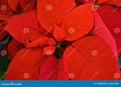 Close Up of Red Poinsettia Leaves Stock Image - Image of colorful ...