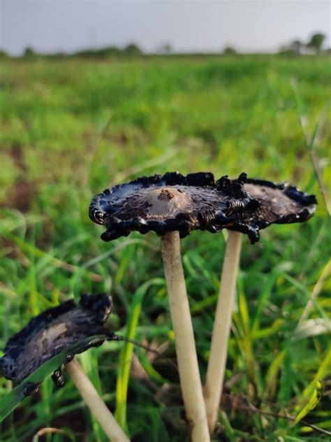 Inky Cap Mushrooms: Identification, Foraging, and Cooking - Mushroom Appreciation